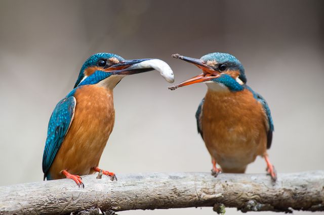 動物の画像だけで1000コメを目指すトピ Part2