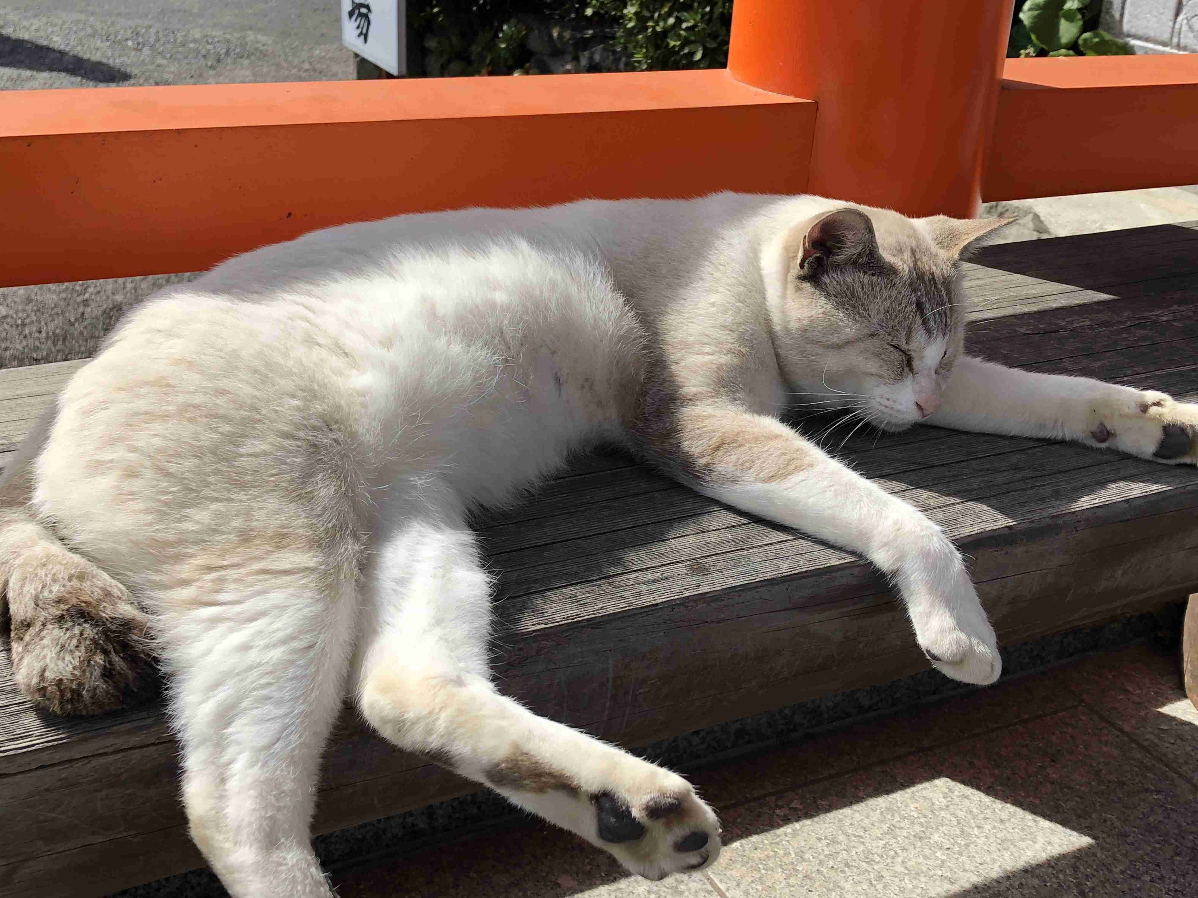 動物の画像だけで1000コメを目指すトピ Part2