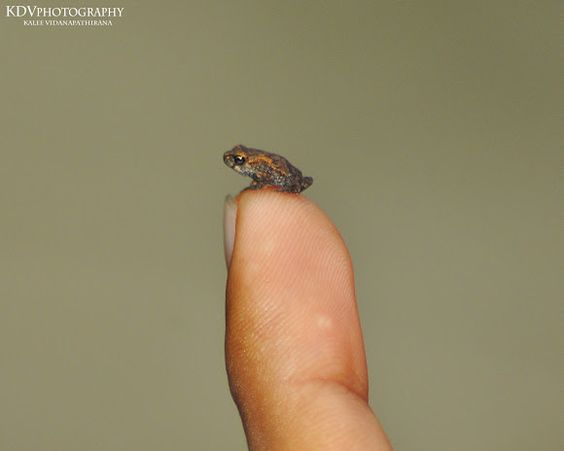 動物の画像だけで1000コメを目指すトピ Part2
