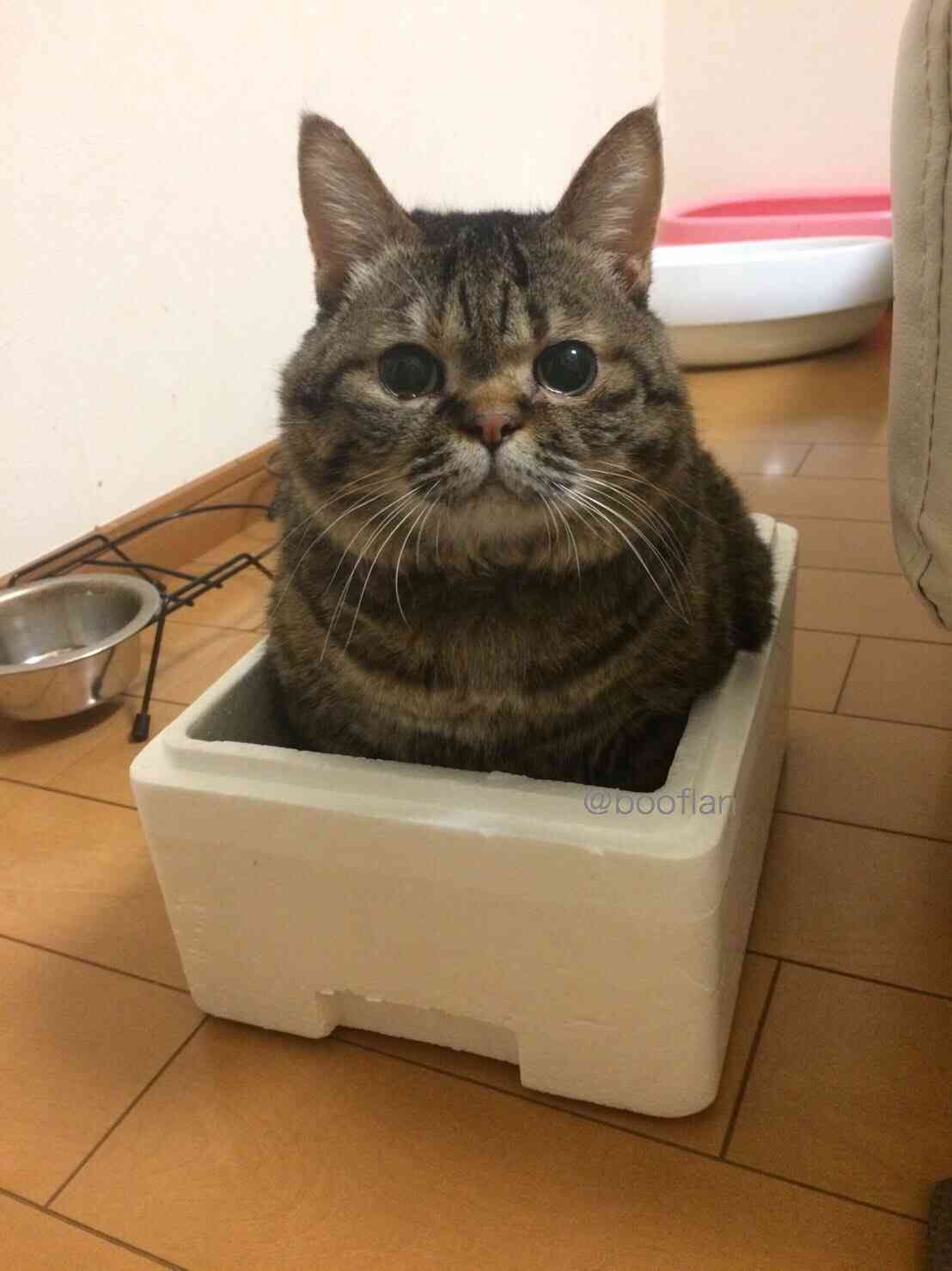 動物の画像だけで1000コメを目指すトピ Part2