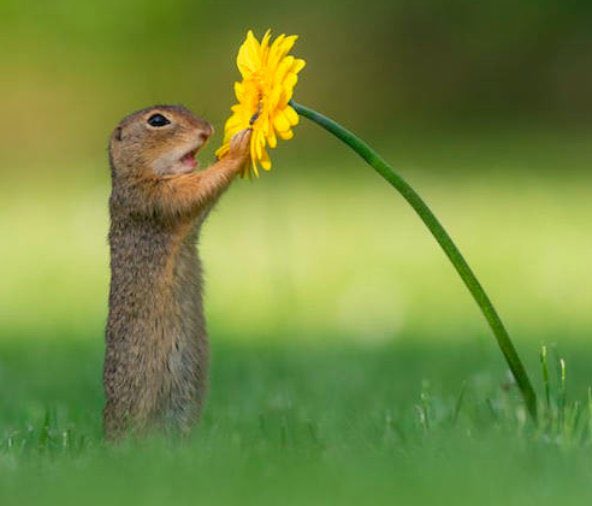 動物の画像だけで1000コメを目指すトピ Part2