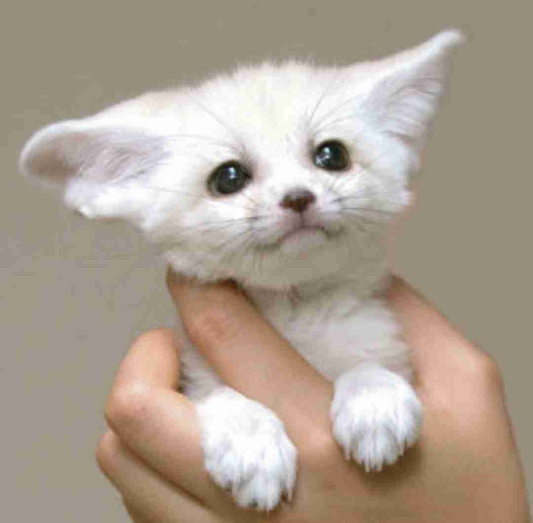 動物の画像だけで1000コメを目指すトピ Part2
