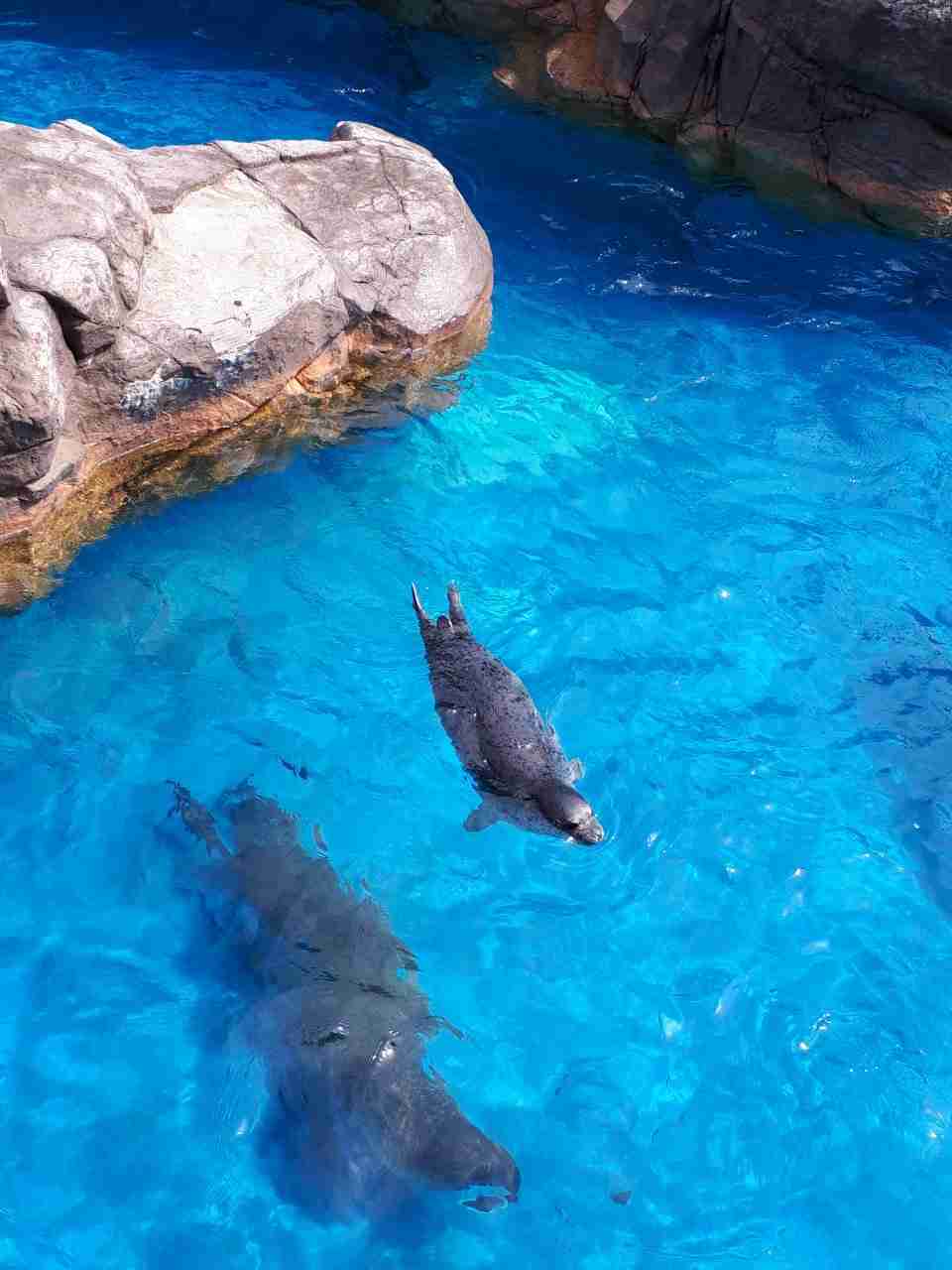 動物の画像だけで1000コメを目指すトピ Part2