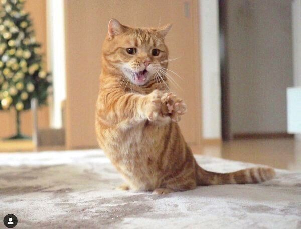 動物の画像だけで1000コメを目指すトピ Part2