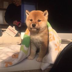 動物の画像だけで1000コメを目指すトピ Part2