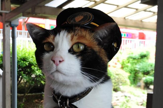 動物の画像だけで1000コメを目指すトピ Part2