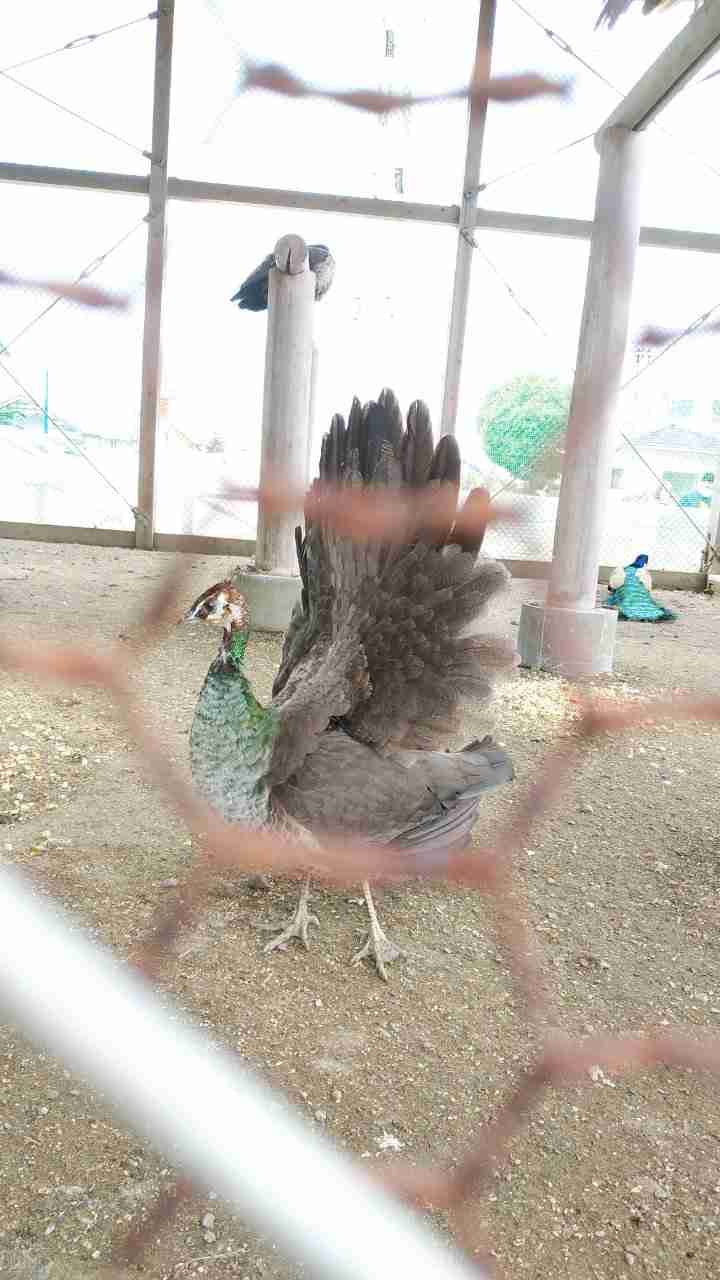 動物の画像だけで1000コメを目指すトピ Part2