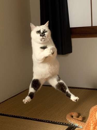 動物の画像だけで1000コメを目指すトピ Part2