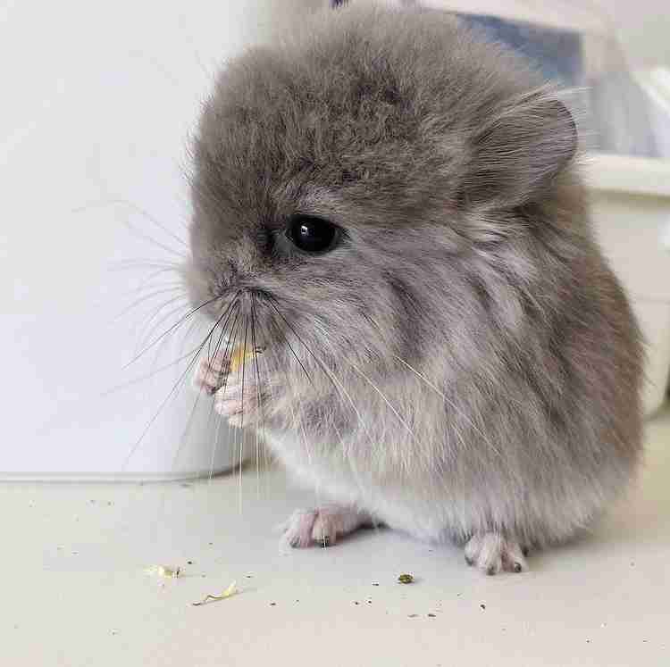 動物の画像だけで1000コメを目指すトピ Part2