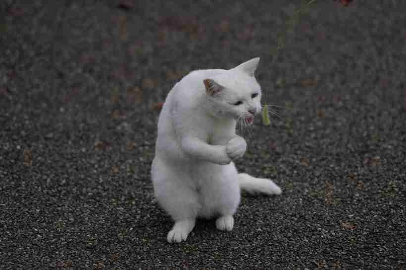 動物の画像だけで1000コメを目指すトピ Part2