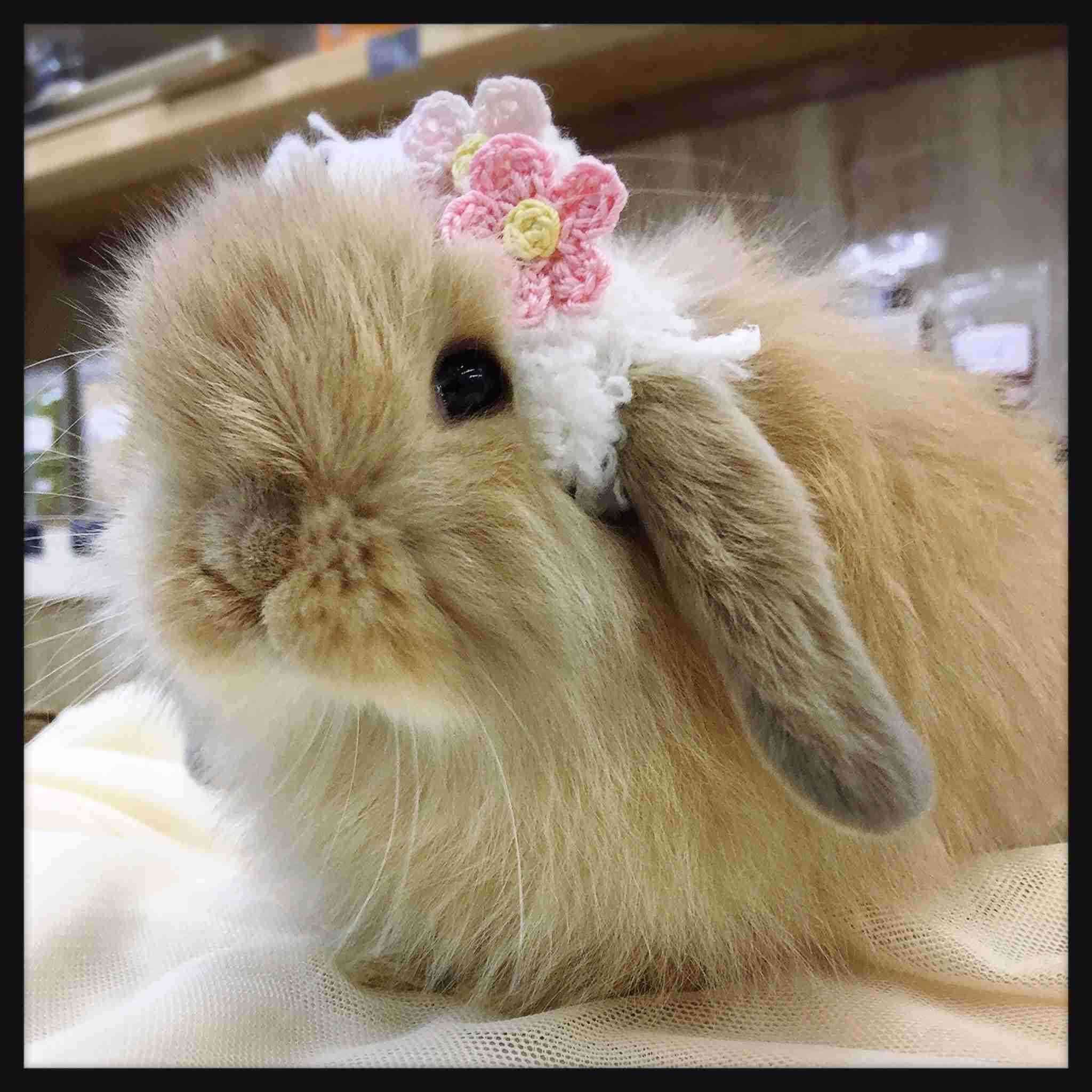 動物の画像だけで1000コメを目指すトピ Part2
