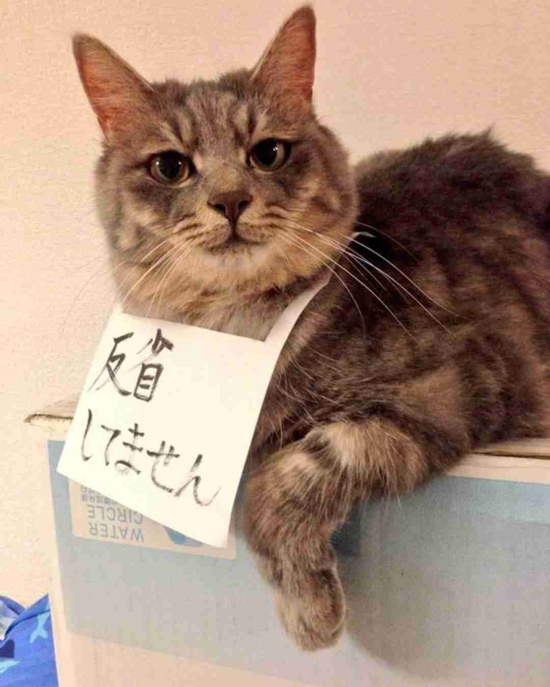 動物の画像だけで1000コメを目指すトピ Part2