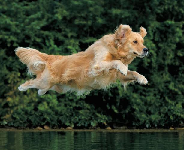 動物の画像だけで1000コメを目指すトピ Part2