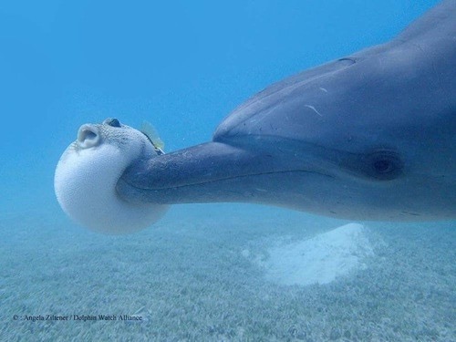 動物の画像だけで1000コメを目指すトピ Part2