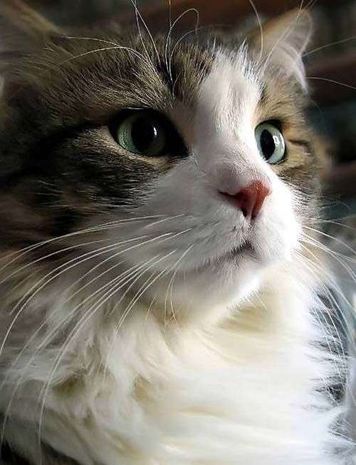 動物の画像だけで1000コメを目指すトピ Part2