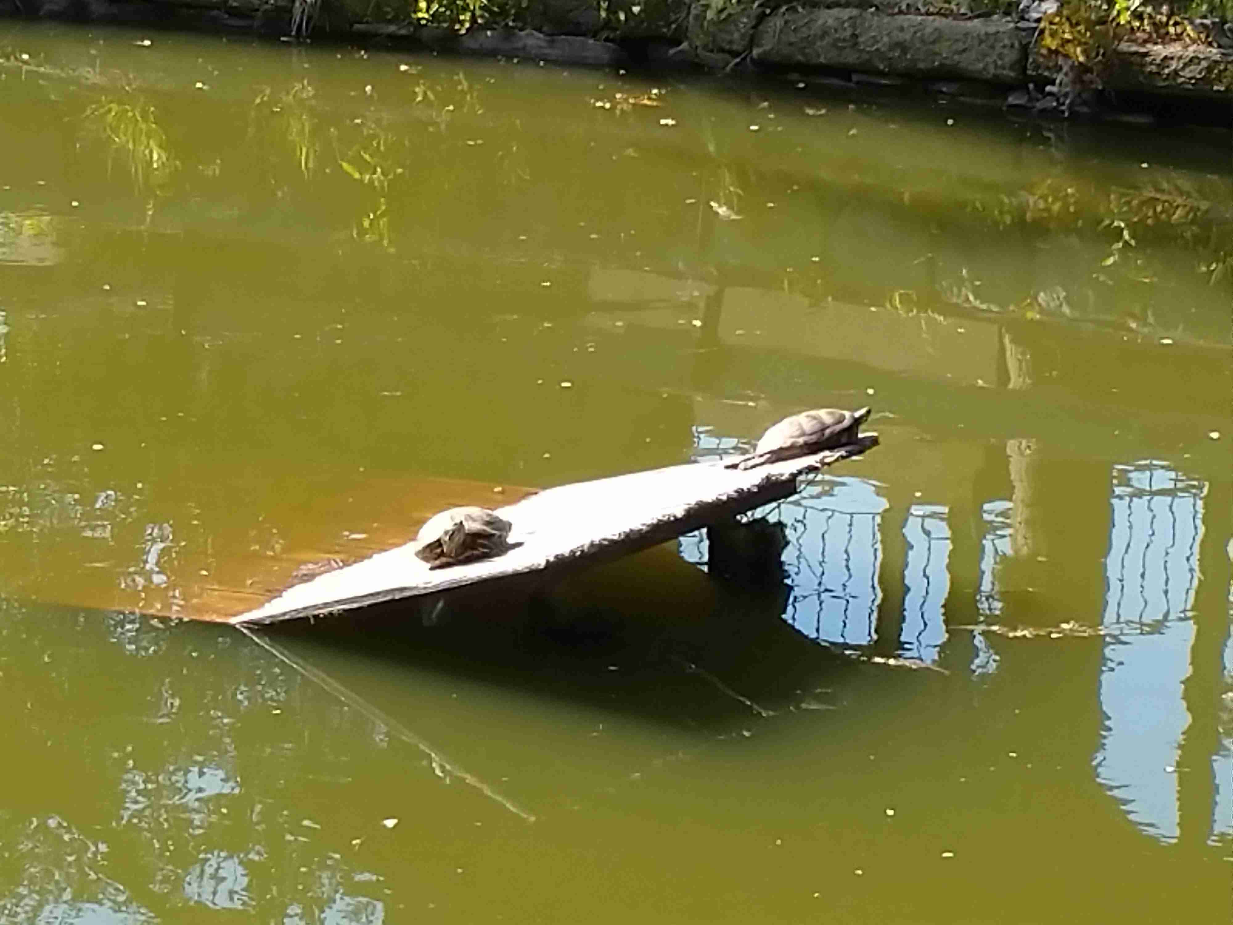 動物の画像だけで1000コメを目指すトピ Part2