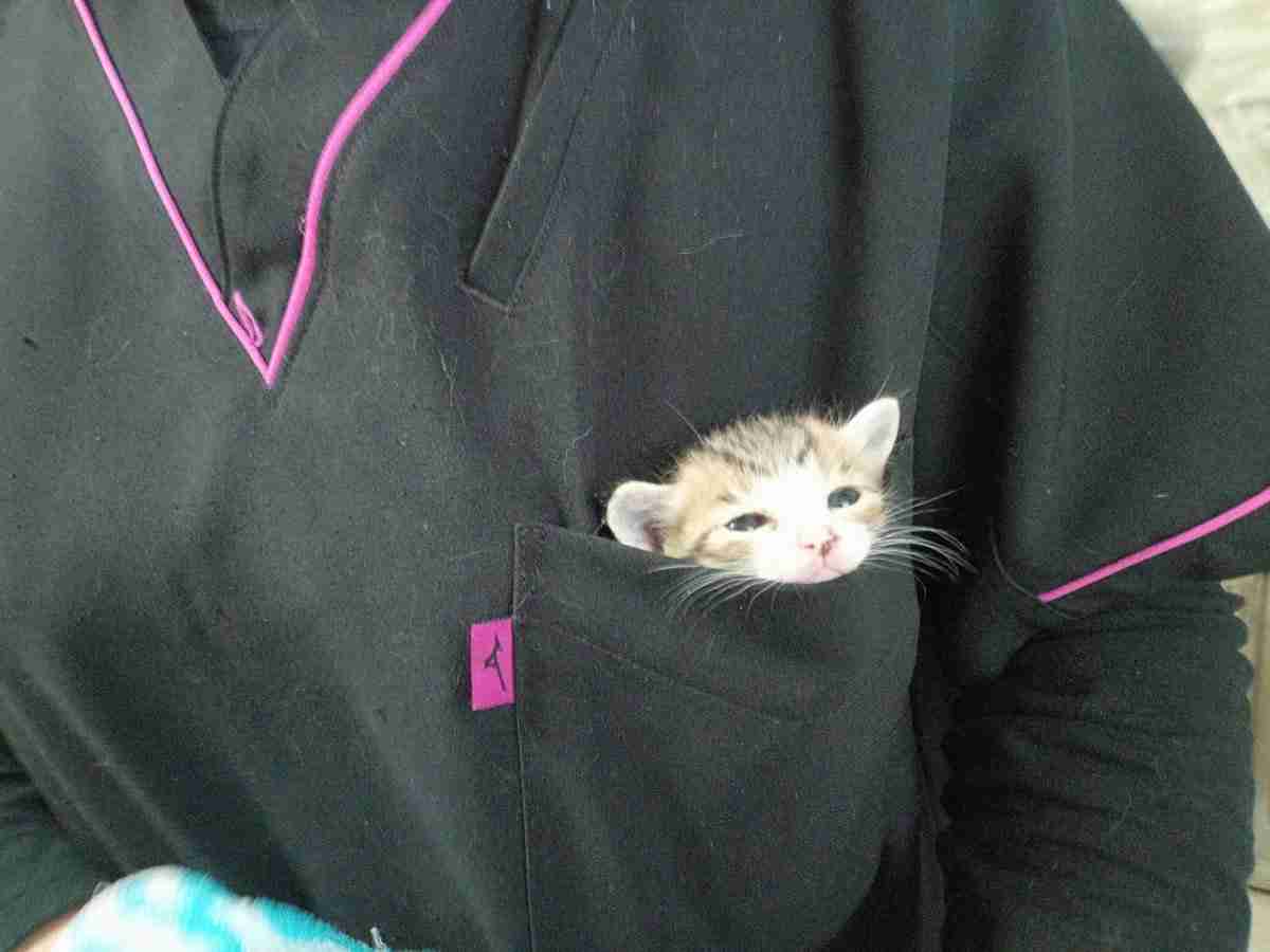動物の画像だけで1000コメを目指すトピ Part2