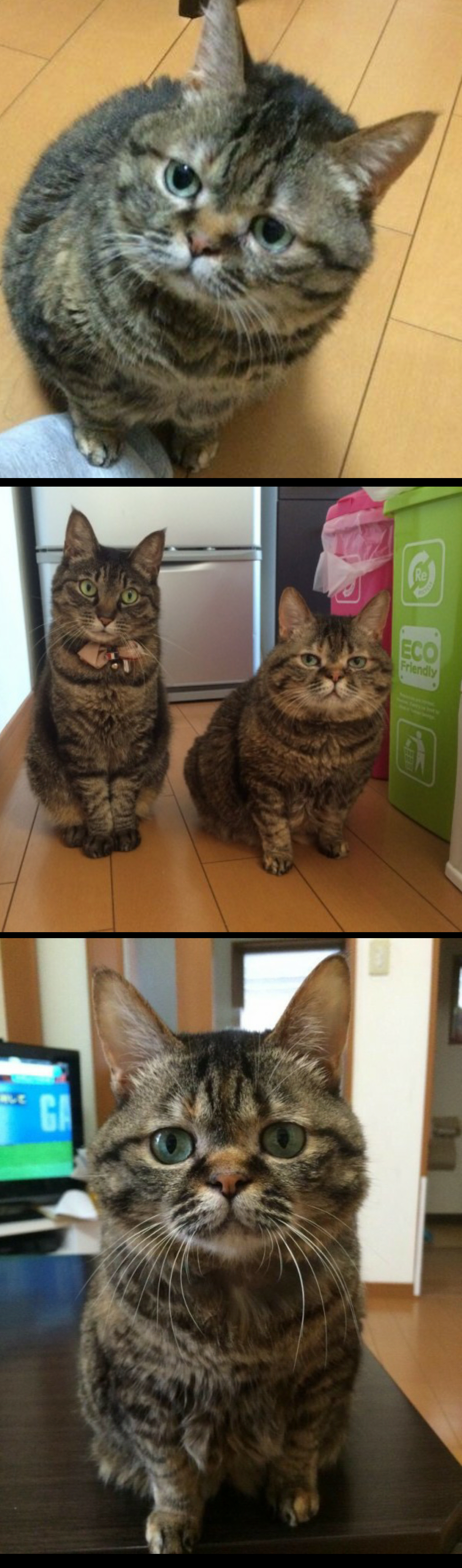 動物の画像だけで1000コメを目指すトピ Part2