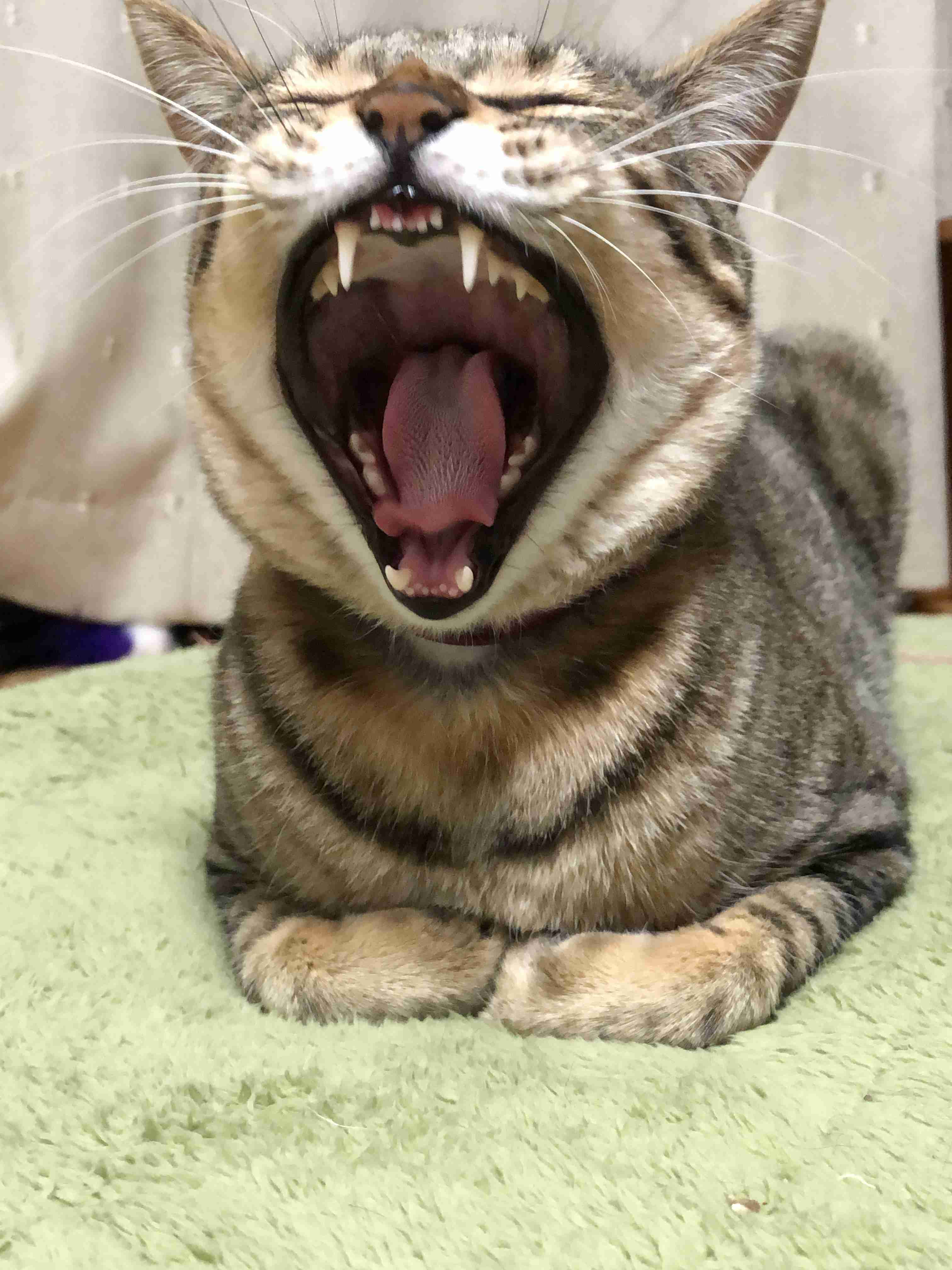 動物の画像だけで1000コメを目指すトピ Part2