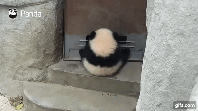 動物の画像だけで1000コメを目指すトピ Part2