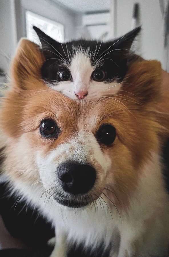動物の画像だけで1000コメを目指すトピ Part2