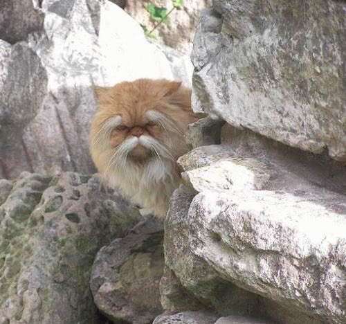動物の画像だけで1000コメを目指すトピ Part2