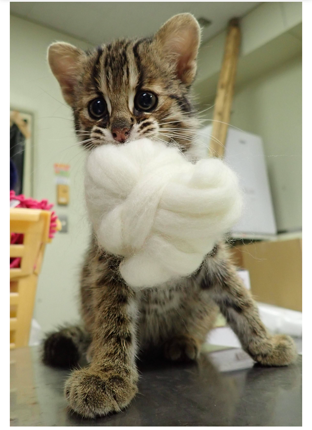 動物の画像だけで1000コメを目指すトピ Part2
