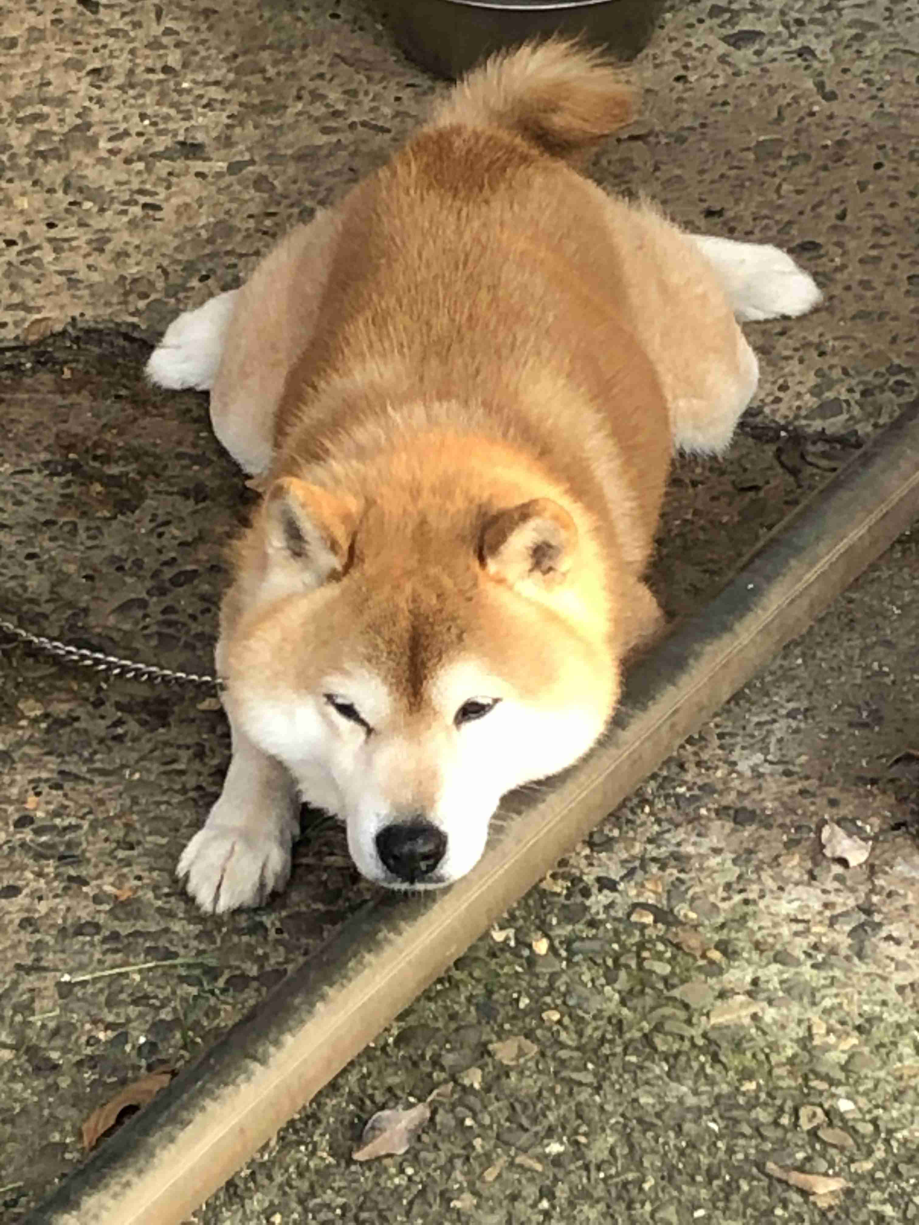 動物の画像だけで1000コメを目指すトピ Part2