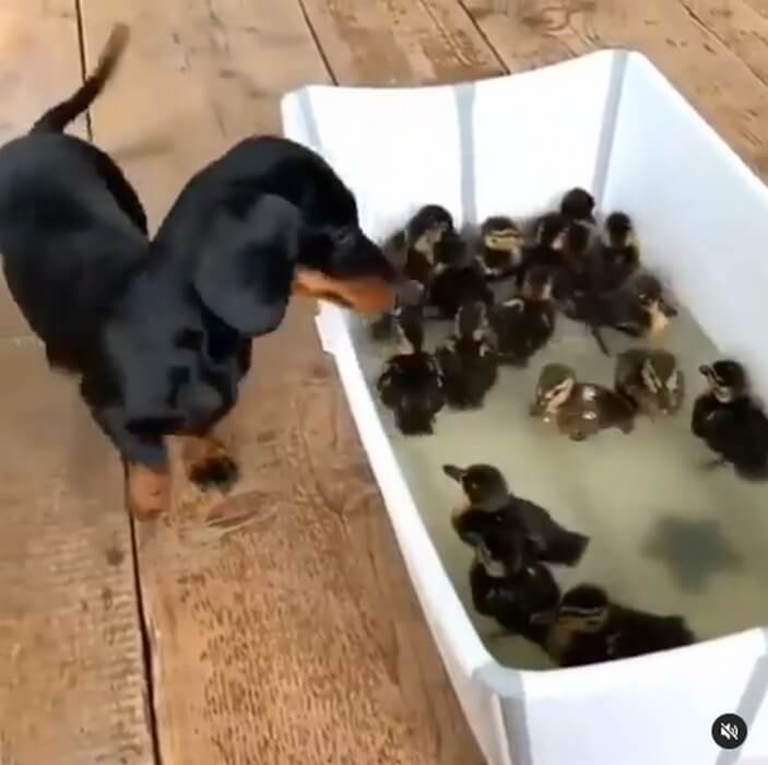 動物の画像だけで1000コメを目指すトピ Part2
