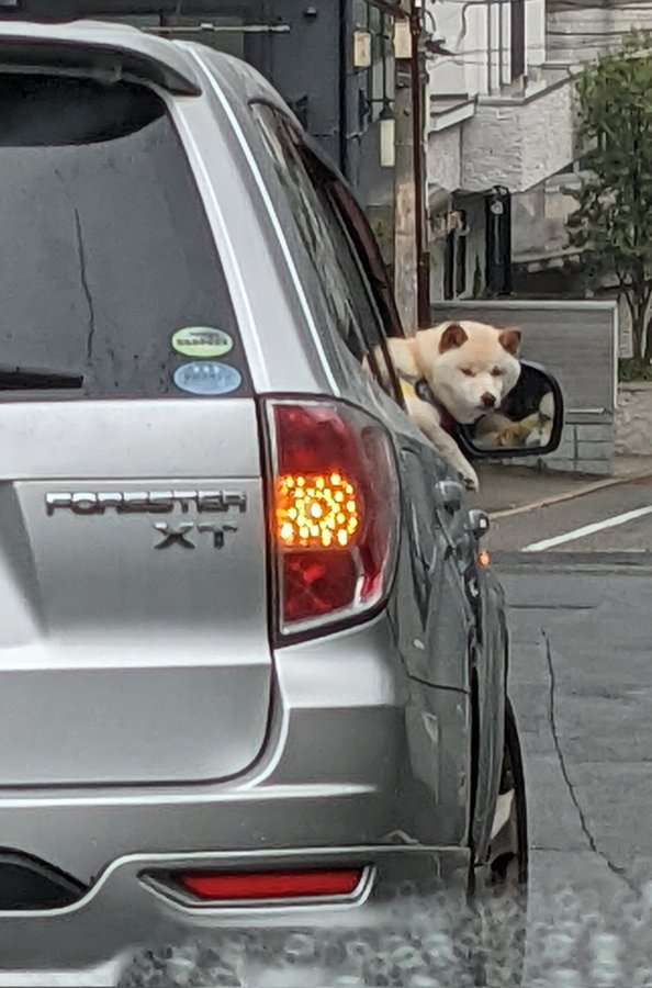 動物の画像だけで1000コメを目指すトピ Part2