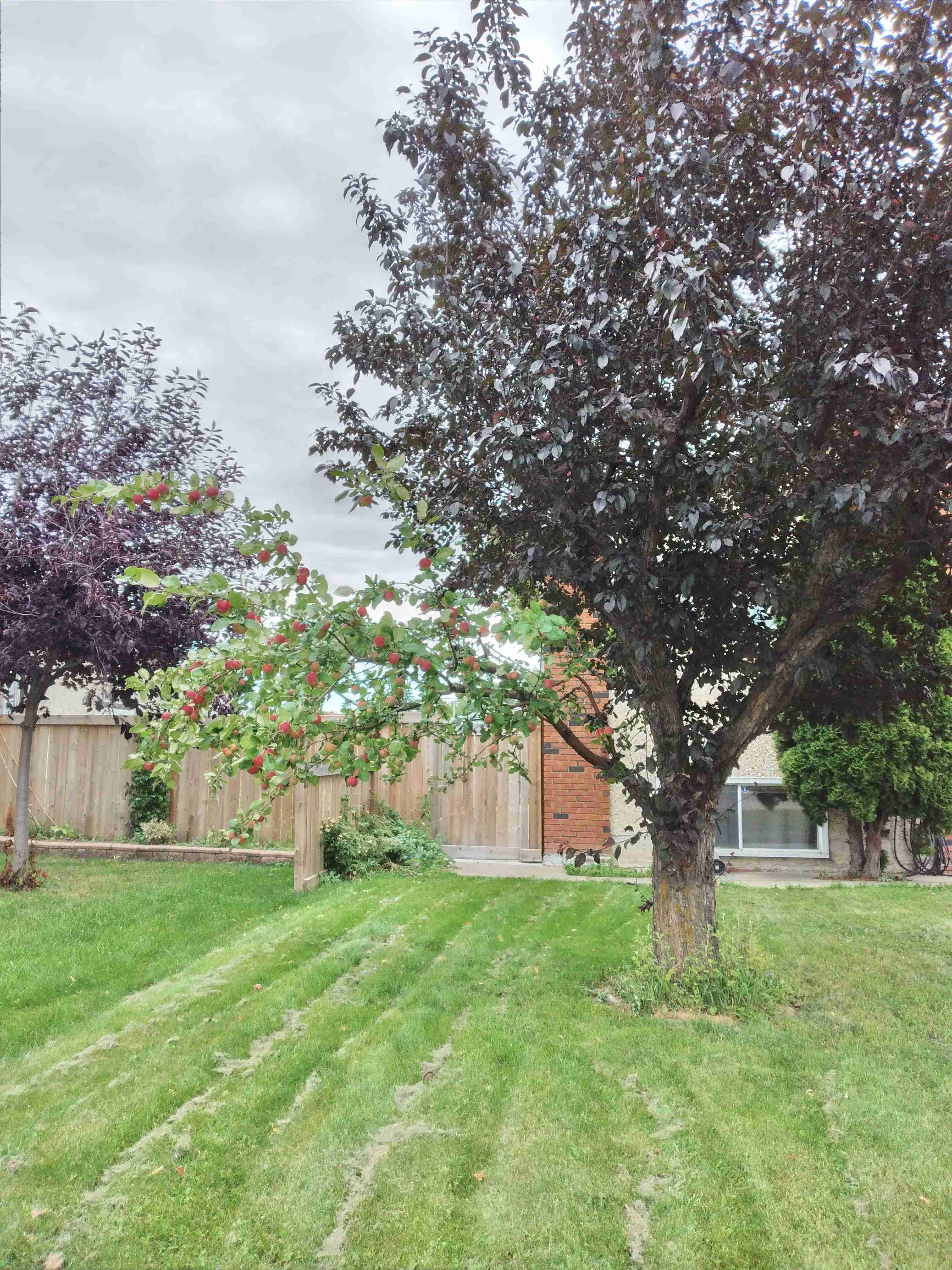 果物が3つしか食べれなくなるとしたら何を選びますか？