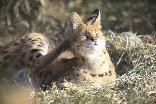 ネコ科の動物好きな人