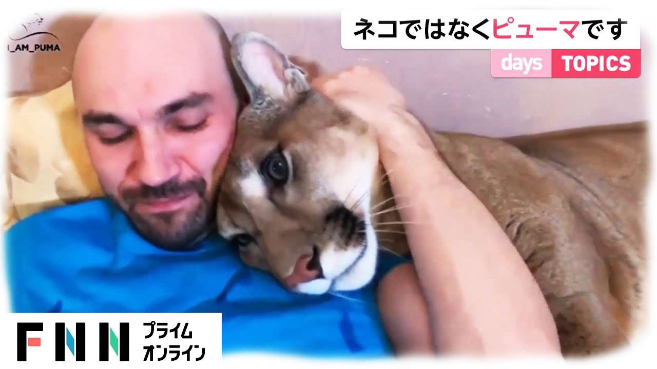 ネコ科の動物好きな人