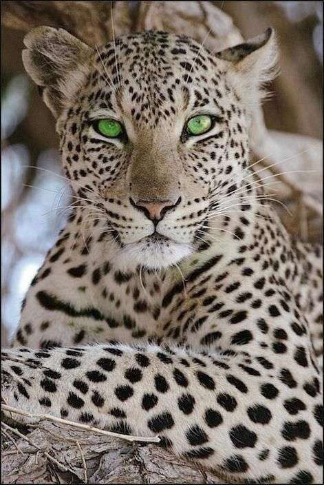 ネコ科の動物好きな人