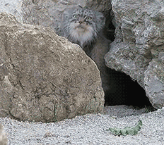 ネコ科の動物好きな人