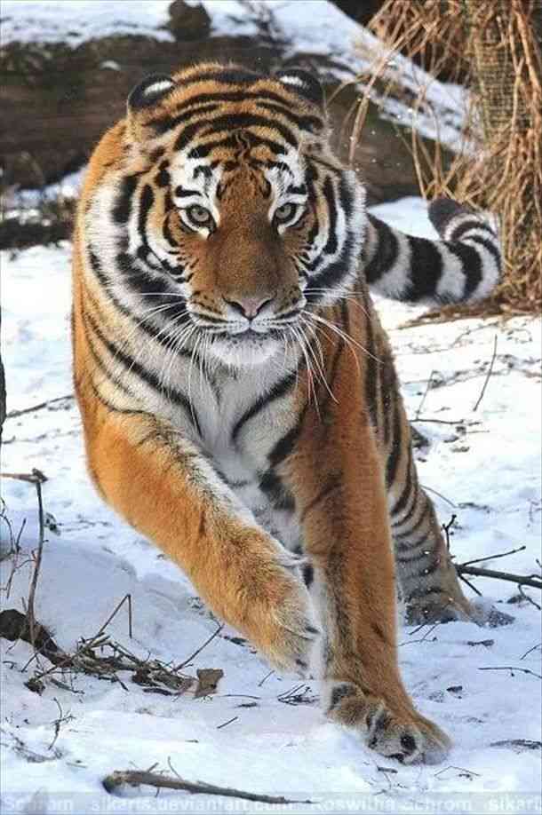 ネコ科の動物好きな人