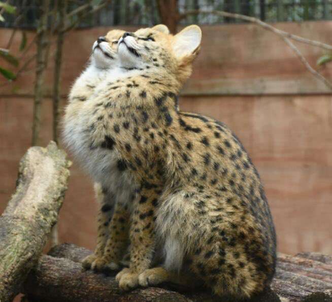 ネコ科の動物好きな人