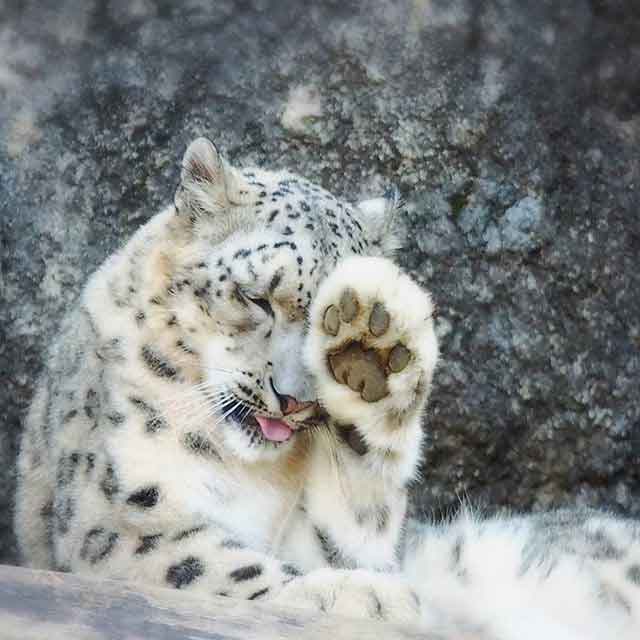 ネコ科の動物好きな人
