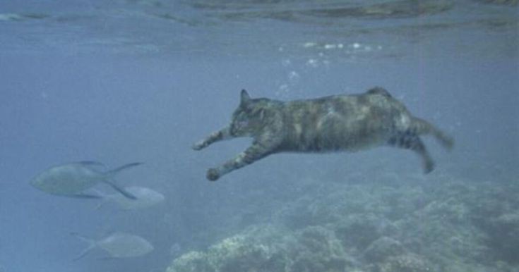 ネコ科の動物好きな人