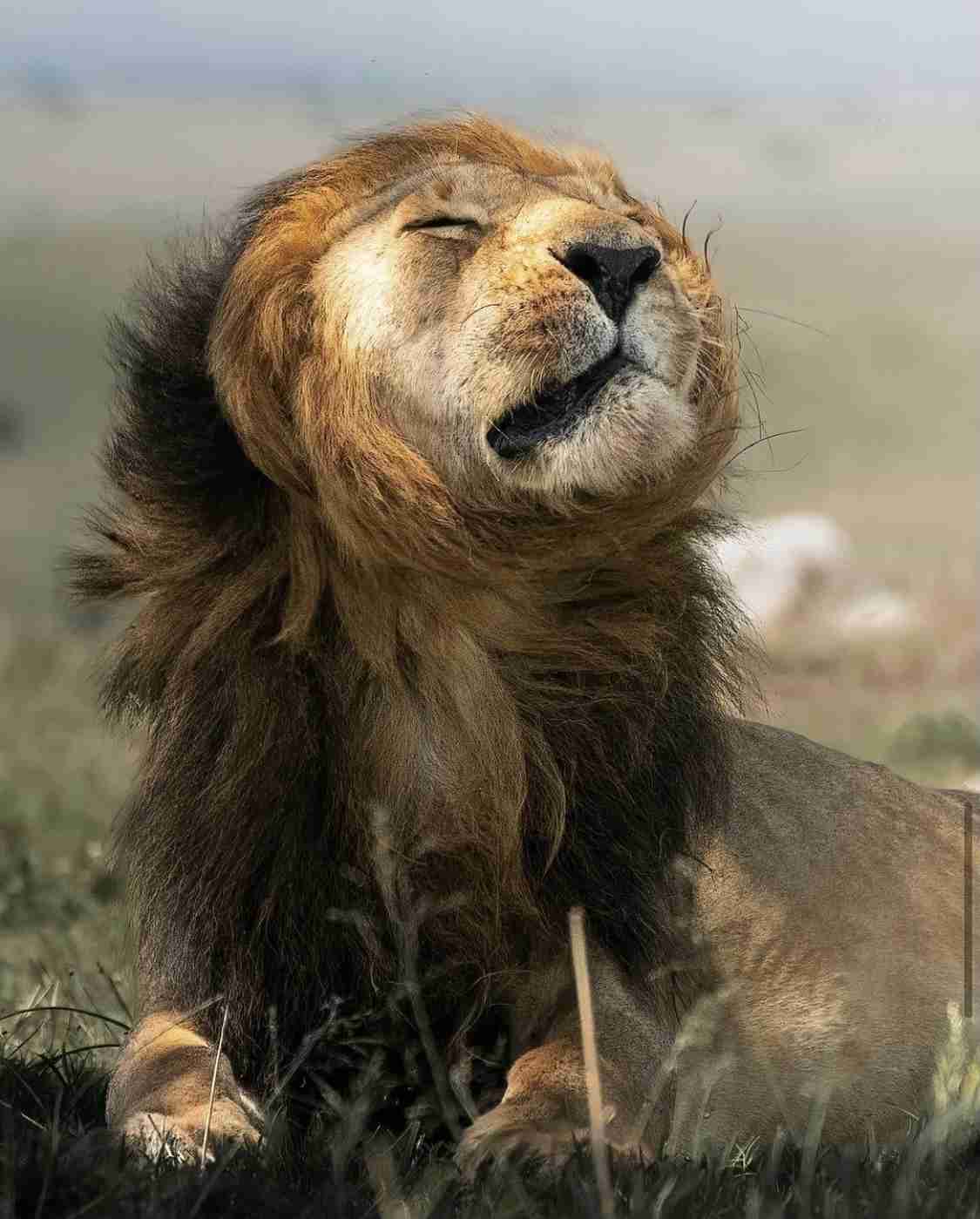 ネコ科の動物好きな人