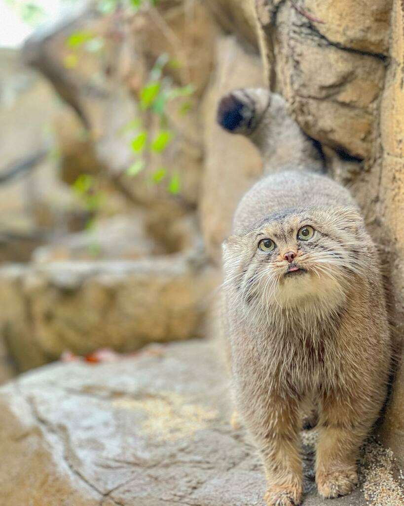 ネコ科の動物好きな人