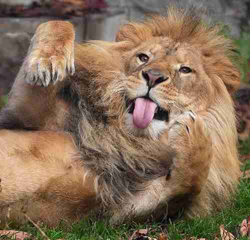 ネコ科の動物好きな人
