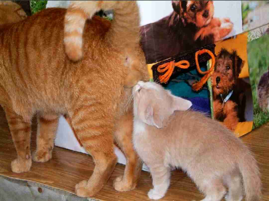 ネコ科の動物好きな人
