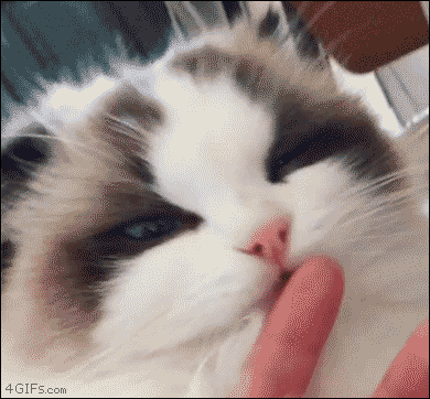 ネコ科の動物好きな人