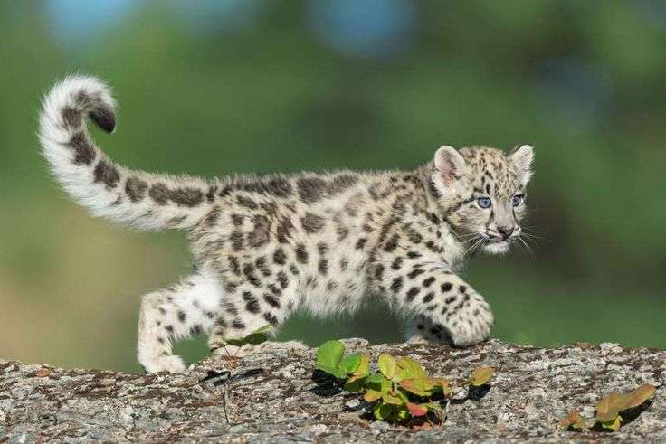 ネコ科の動物好きな人