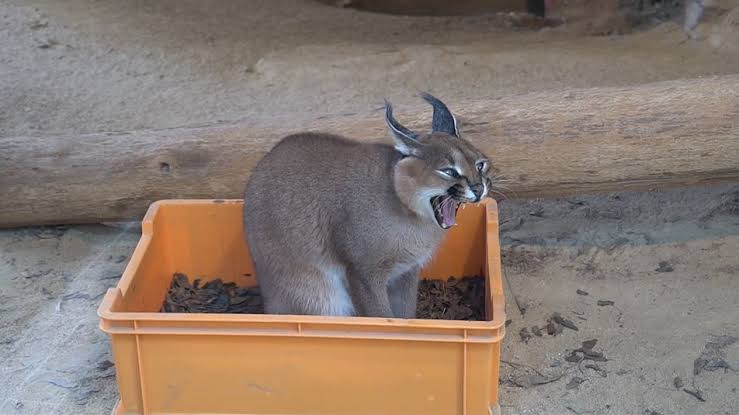 ネコ科の動物好きな人
