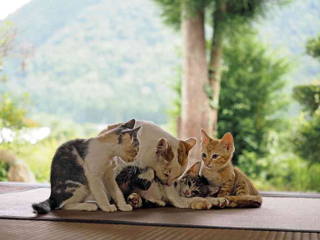 ネコ科の動物好きな人