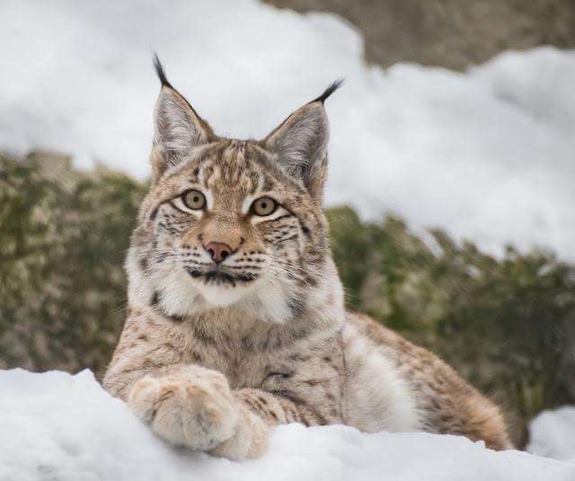 ネコ科の動物好きな人