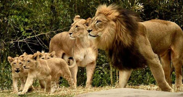 ネコ科の動物好きな人