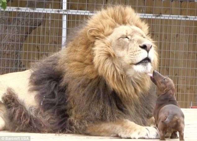 ネコ科の動物好きな人